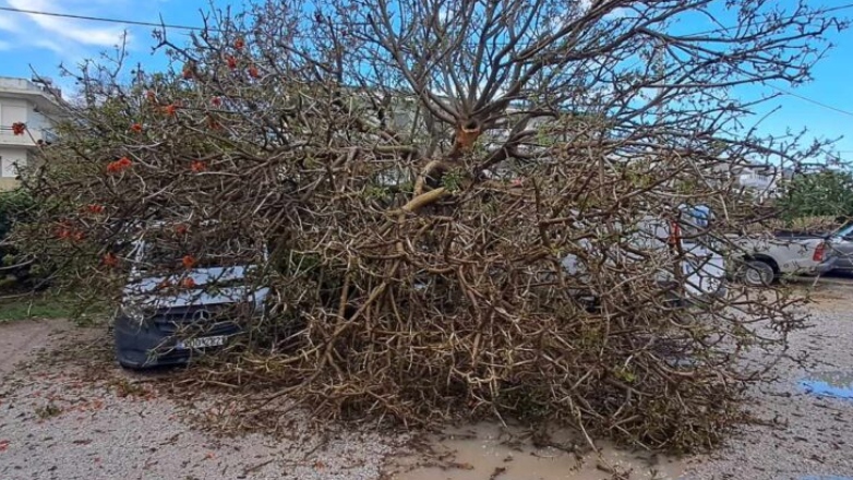 Τεράστιο δέντρο καταπλάκωσε αυτοκίνητα στη Ρόδο