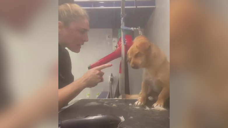 Βόλος: Σάλος με groomer σκύλων – Την καταγγέλλουν για κακοποιητική συμπεριφορά