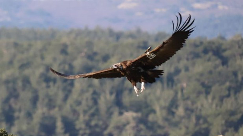 Αλεξανδρούπολη: Αύξηση του πληθυσμού του Μαυρόγυπα στο Εθνικό Πάρκο Δαδιάς δύο χρόνια μετά την πυρκαγιά