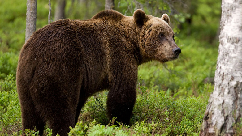 Σλοβακία: Εγκρίθηκε η θανάτωση 350 αρκούδων