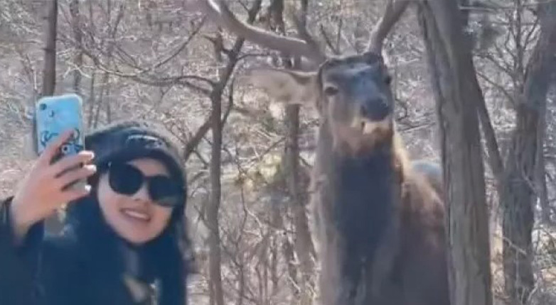 Ελάφι ποζάρει για selfie