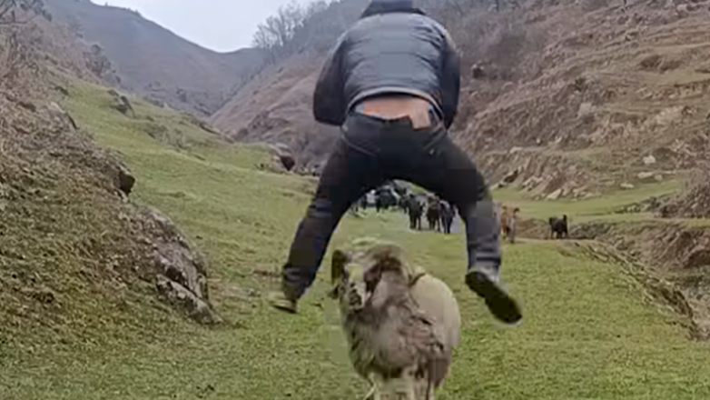 Βίντεο: Βοσκός vs κριάρι