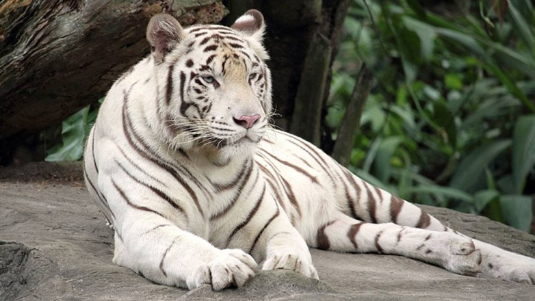 Λευκός τίγρης κατασπάραξε χέρι υπαλλήλου σε τσίρκου στην Αίγυπτο