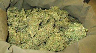 Μαγνησία: 99,5 κιλά κάνναβης στα «σωθικά» φορτηγού