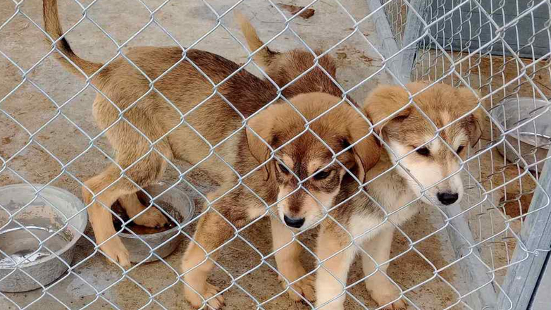 ΠΦΠΟ: Όχι στη δημιουργία σκοπευτηρίου δίπλα σε κυνοκομείο