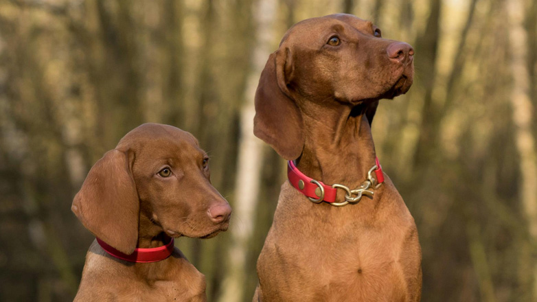 Σκύλος, κατάθλιψη και άγνοια