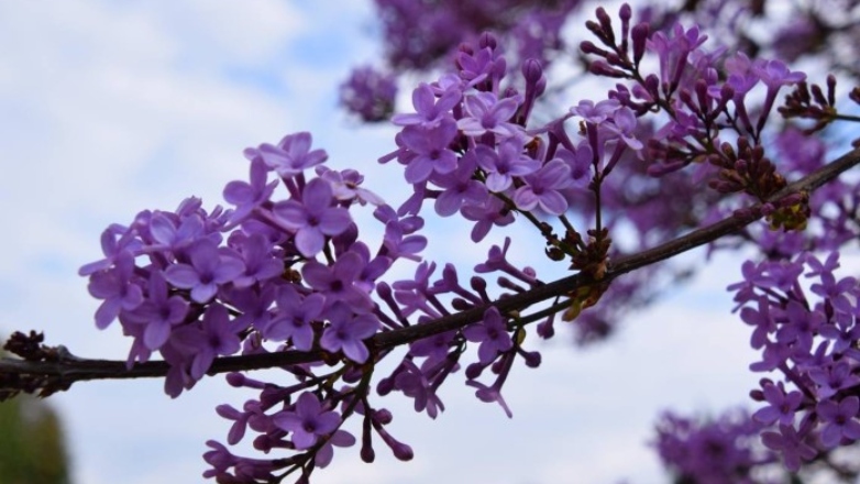 Έρχεται ζέστη από την Αλγερία την Μεγάλη Εβδομάδα