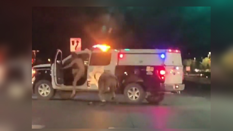 Γυμνός άνδρας χτυπά αστυνομικό και του κλέβει το περιπολικό – Απίστευτο βίντεο