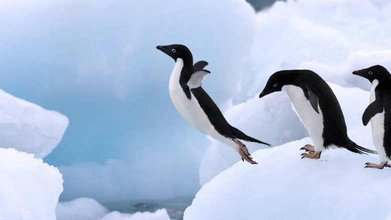 Νότια Αφρική: Πιγκουίνος προκαλεί συντριβή ελικοπτέρου