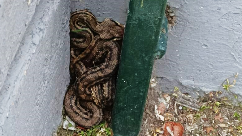 Βρέθηκε φίδι σε προαύλιο σχολείου