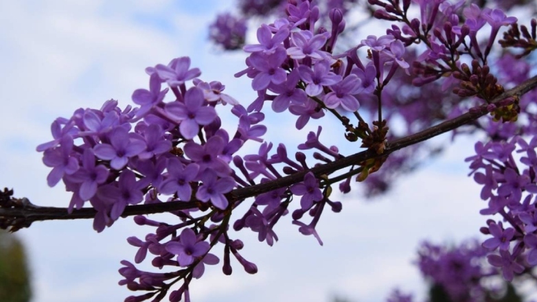 Ανοιξιάτικος καιρός με ζέστη και συννεφιά