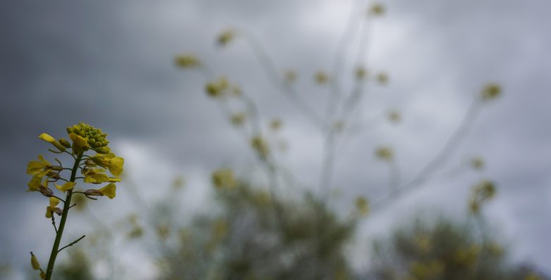 Η άνοιξη συναντάει τον χειμώνα