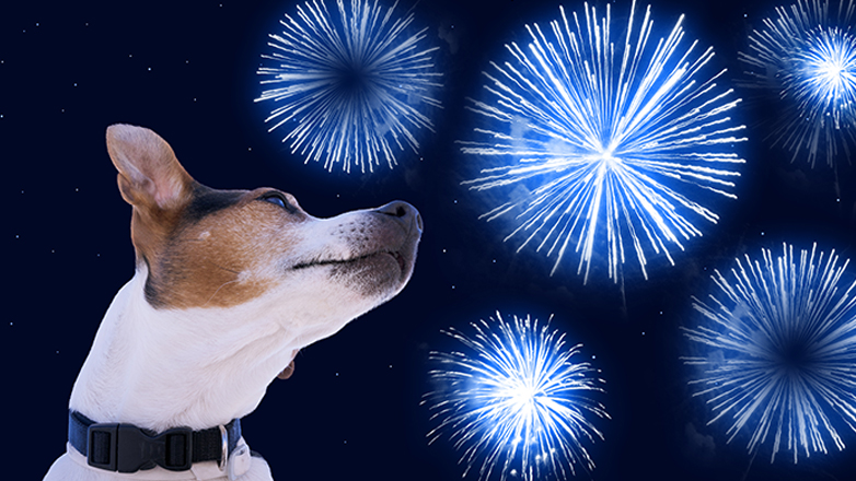 Σκύλος και Κροτοφοβία το Πάσχα