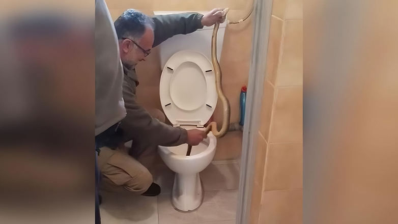 Καστοριά: Βρήκαν… φίδι μέσα σε λεκάνη τουαλέτας – Εντυπωσιακό βίντεο