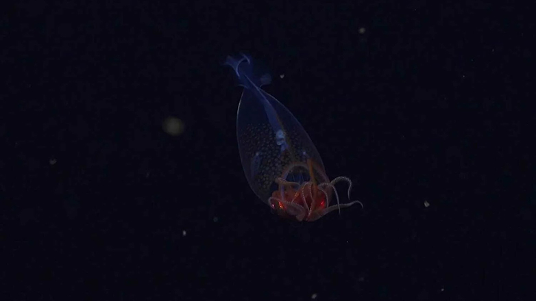 Για πρώτη φορά καταγράφηκε ζωντανό κολοσσιαίο καλαμάρι στα βάθη της Ανταρκτικής