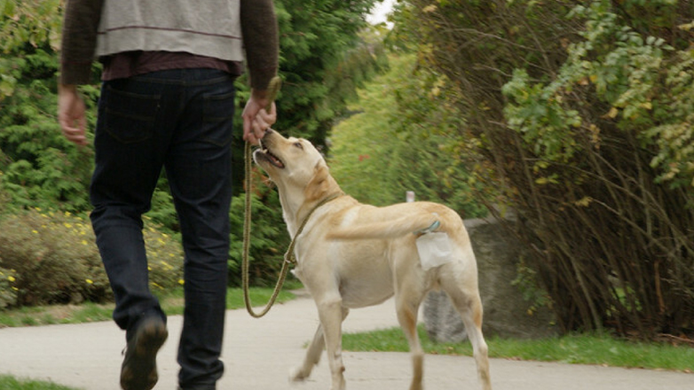 Στο αυτόφωρο για τις ακαθαρσίες ενός σκύλου
