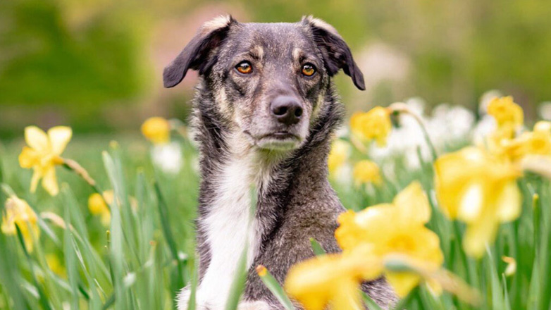 Ποιες ασθένειες διασπείρουμε αν δεν μαζεύουμε τα περιττώματα του σκύλου