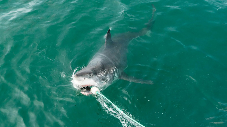 Καρχαρίες εμφανίστηκαν στις ελληνικές ακτές