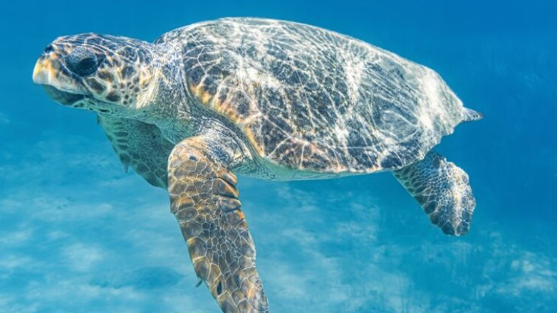Νέα έρευνα δίνει ελπίδες για τους πληθυσμούς των θαλάσσιων χελωνών παγκοσμίως