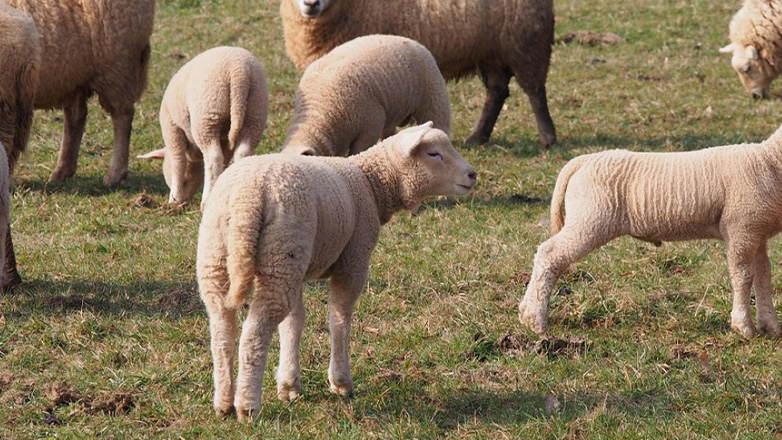 Χανιά: Εξιχνιάστηκαν δύo υποθέσεις ζωοκλοπής