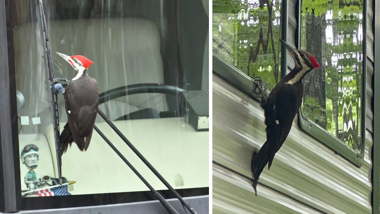 Φτερωτός βάνδαλος έσπασε 25 καθρέφτες αυτοκινήτων λόγω… ζευγαρώματος