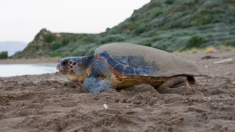 Ρέθυμνο: Προσπάθειες προστασίας της περιόδου ωοτοκίας για τη θαλάσσια χελώνα καρέτα