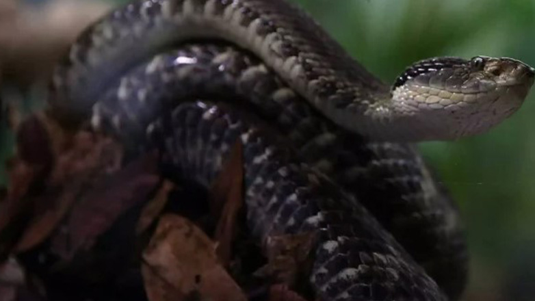 Mπλακ άουτ σε τρένα στην Ιαπωνία από φίδι