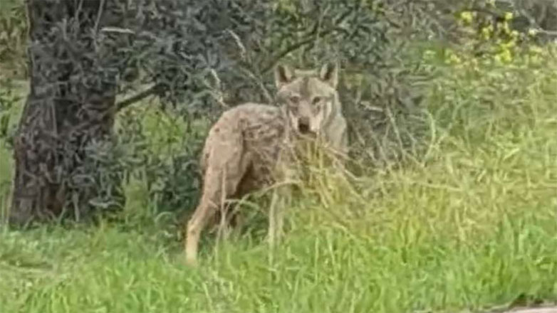 Εμφανίστηκε λύκος στη Χαλκίδα