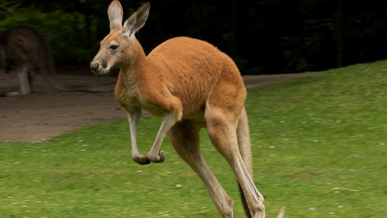 Κύπρος: Προφυλακίστηκε γιατί τεμάχισε καγκουρό