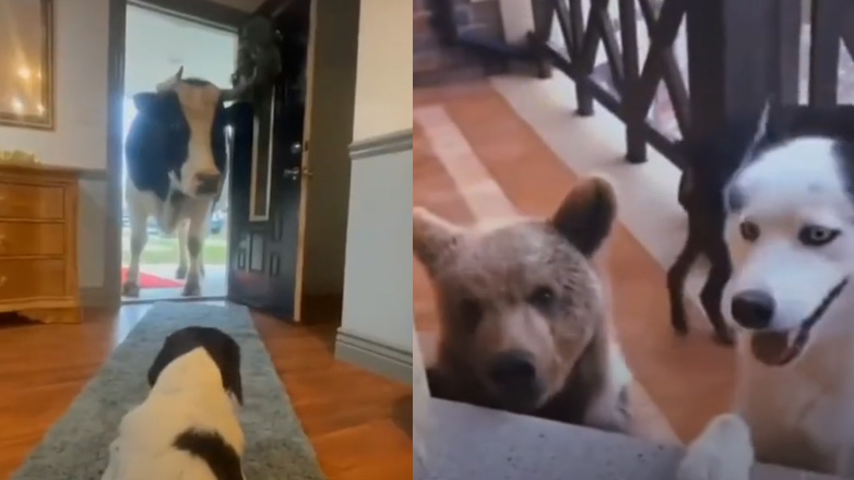 Όταν οι σκύλοι φέρνουν τους φίλους τους στο σπίτι