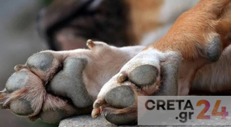 Σοκ στη Μεσαρά: Νεκροί 10 σκύλοι από φόλες