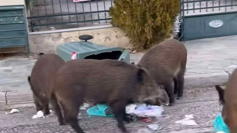 Βίντεο με αγριογούρουνο να «κόβει βόλτες» στον Διόνυσο