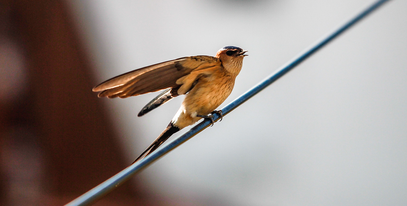 Ο μικρός ταξιδευτής