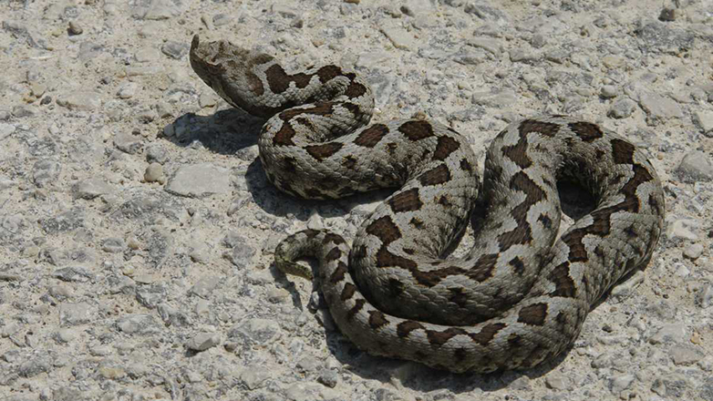 Βόλος: Οχιά δάγκωσε 19χρονο