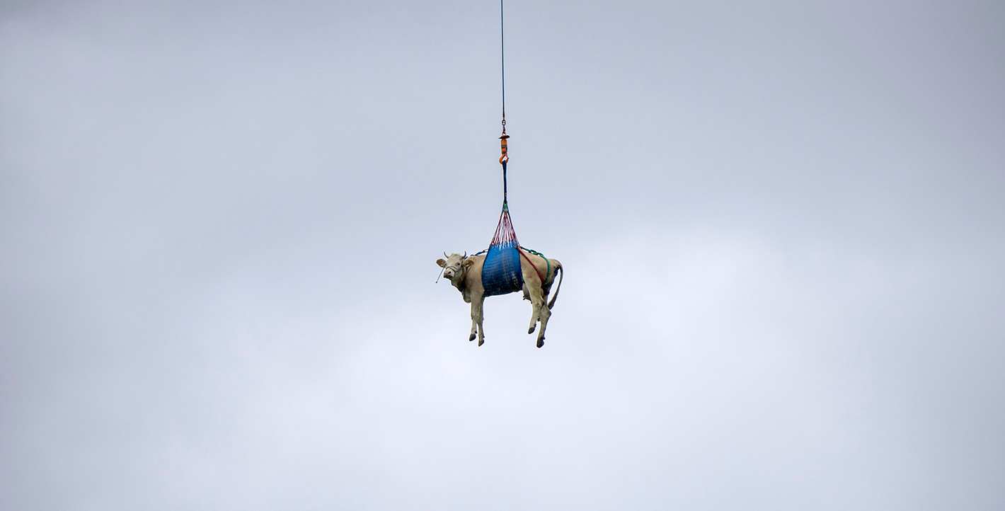 Ιπτάμενη αγελάδα