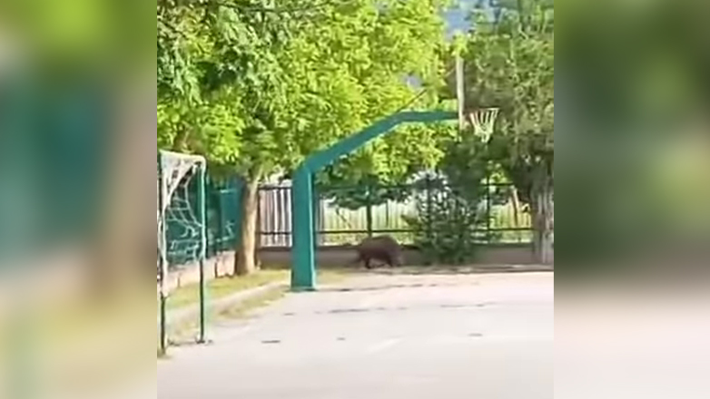 Κοζάνη: Aγριογούρουνο έκανε… βόλτες στην αυλή του Δημοτικού Σχολείου
