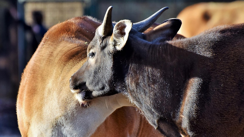 Καμπότζη: Επιχείρηση με ελικόπτερο για τη διάσωση βοοειδών που απειλούνται με εξαφάνιση
