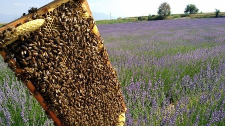Έως τις 2 Ιουνίου οι αιτήσεις του προγράμματος προστασίας των μελισσοσμηνών