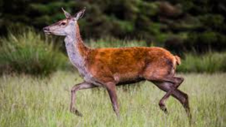 Έκκληση του Δήμου Αχαρνών για τη διάσωση του κόκκινου ελαφιού της Πάρνηθας