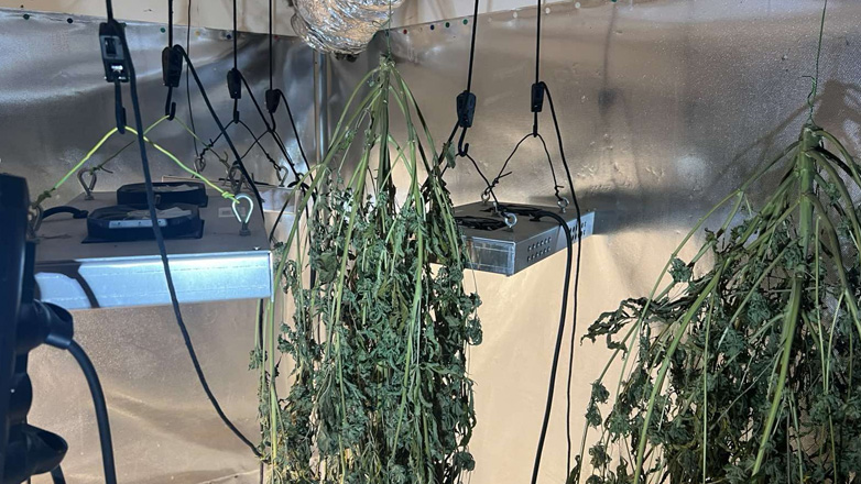 Eντοπίστηκε εργαστήριο καλλιέργειας υδροπονικής κάνναβης στον Ασπρόπυργο