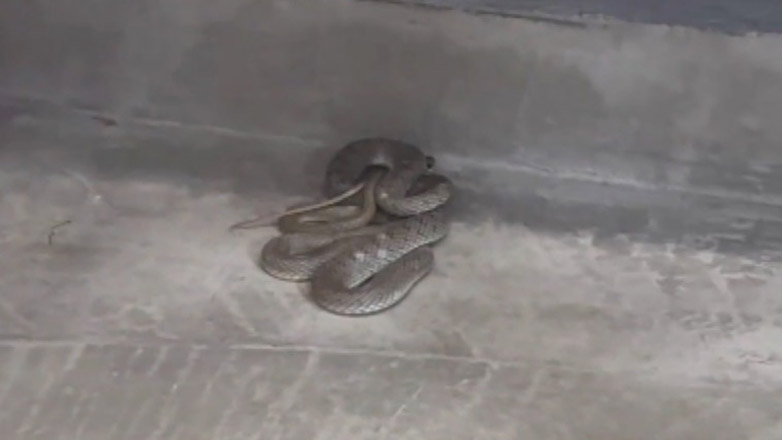 Θεσσαλονίκη: Φίδι μπήκε σε κουρείο