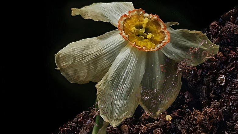 Η «Αντιγόνη» στο Μέγαρο Μουσικής Αθηνών από τους τελειόφοιτους της Δραματικής Σχολής του Ωδείου Αθηνών