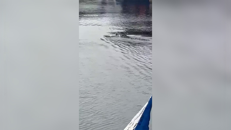 Βίντεο – σοκ: Κροκόδειλος κατασπάραξε 13χρονο