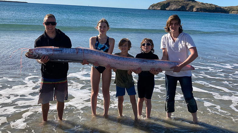 Μεξικό: Εντυπωσιακό βίντεο με ψάρι-κουπί να κολυμπά στα ρηχά