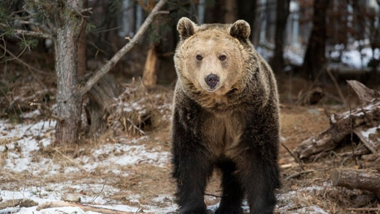 Σλοβακία: Κρέας αρκούδας θα διατίθεται προς πώληση