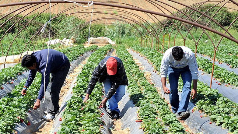 Ηλεία: Λήστεψαν εργάτες γης με όπλο και μαχαίρι