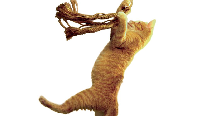 «Σώσε τη Γάτα!»: Tο δημοφιλέστερο εγχειρίδιο σεναριογραφίας στον κόσμο