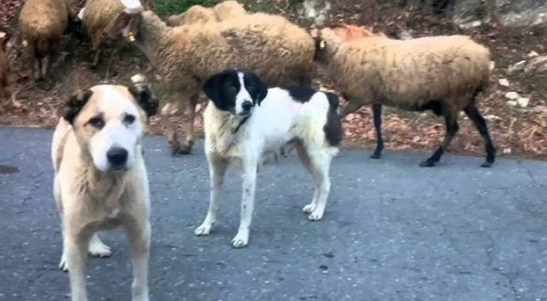 Αγέλη σκύλων επιτίθεται σε κοπάδια στη Μεσαρά