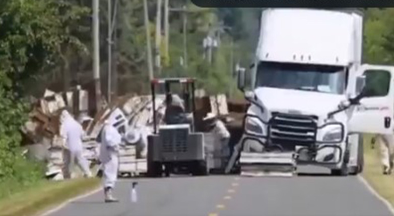 Συναγερμός στην Ουάσινγκτον – Ανετράπη φορτηγό και «απέδρασαν» εκατομμύρια μέλισσες