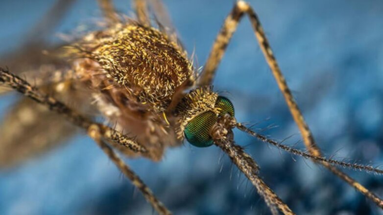 Τσιμπήματα εντόμων: Είναι δυνητικά θανατηφόρα;